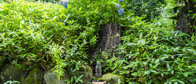 杉本寺のアジサイ